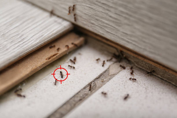 Best Wildlife Control Services  in Barberton, WA