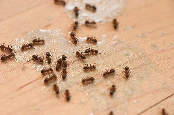 Best Best Pest Control Companies  in Barberton, WA