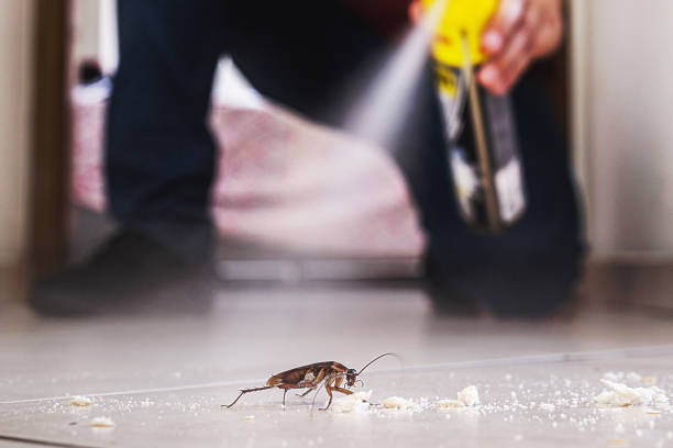 Best Flea Control Services  in Barberton, WA